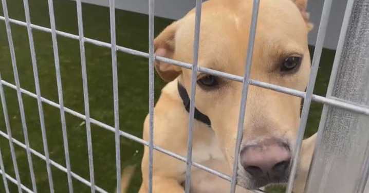 Over-capacity Riverside animal shelters urgently ask for dog foster and forever homes