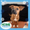 It’s cold outside! Snuggle up with an adoptable pet: Nov 15
