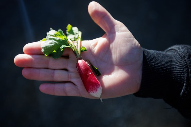 Nonprofit farm in Los Gatos helps feed those in need