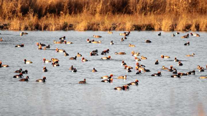 Detectados varios casos de gripe aviar en el Parque de Las Tablas de Daimiel