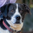 Pet of the Week: Meet Batman!