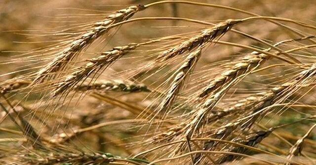Kansas farmer indicted for crop loss insurance fraud
