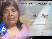 Mujer atacada por furiosos perros denuncia que dueña presentó carnet de vacunación falso de los canes