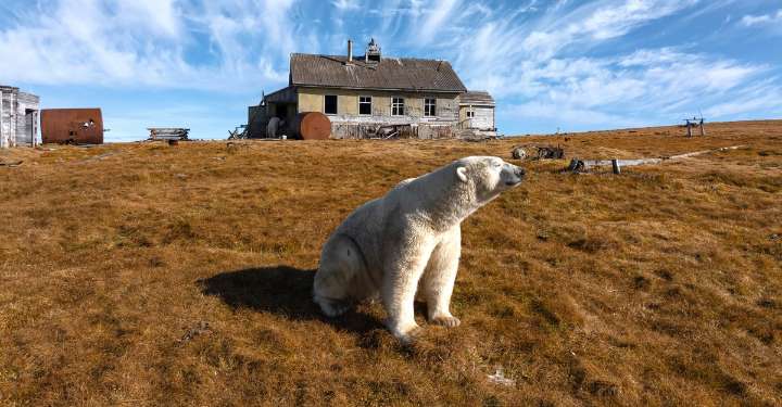 Photos: When the Polar Bears Move In