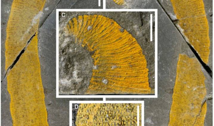 Descubren raro artrópodo marino de hace 455 millones de años