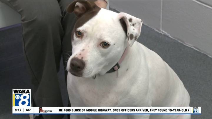 Pets of the Week: November 24