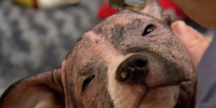 Leigh’s Lost and Found Digital Extra: Greene County authorities investigate dog found caged at cemetery