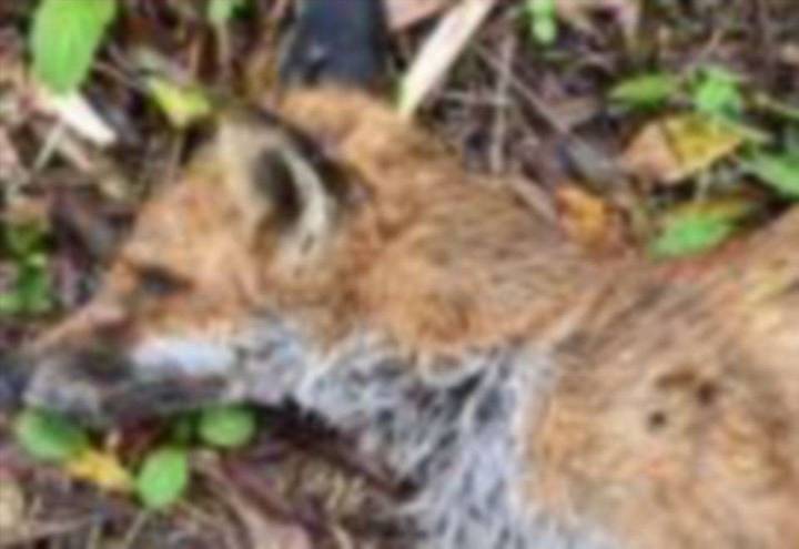 Disgust as fox shot with crossbow in Whitstable park Duncan Down