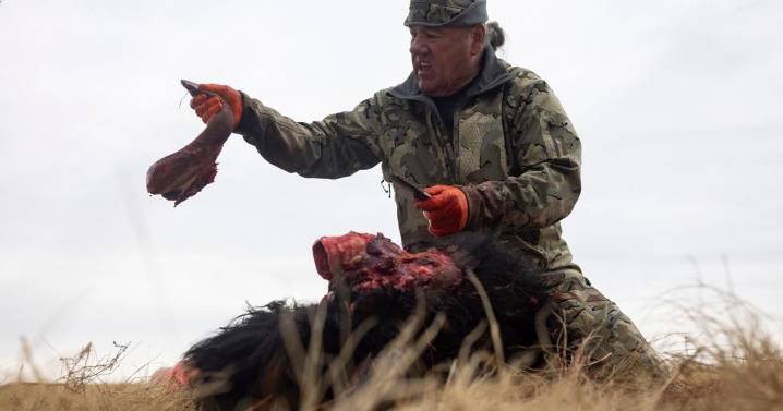 Tribes that restored buffalo are killing some to feed people because of the shutdown