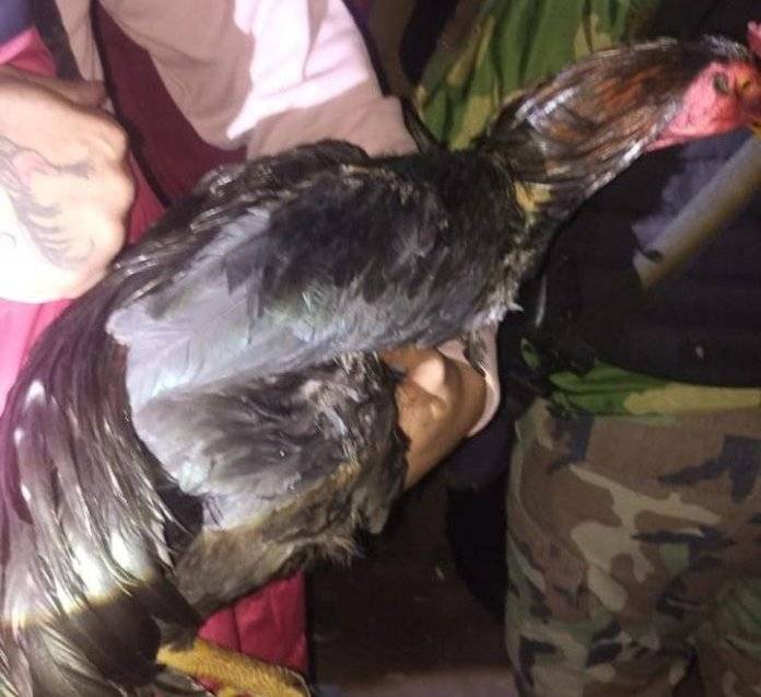 Detienen a treinta asistentes y a dos responsables por una riña de gallos