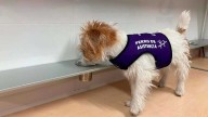 Milka, el perro de alerta que anticipa cambios de azúcar en una paciente con diabetes: “Me fío más de ella que del sensor”
