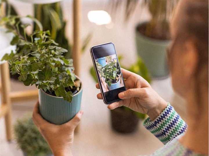 Unsure how to identify and care for your plants? Plantum app can help