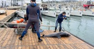 Aparece muerto un delfín listado en aguas de la bahía de Palma