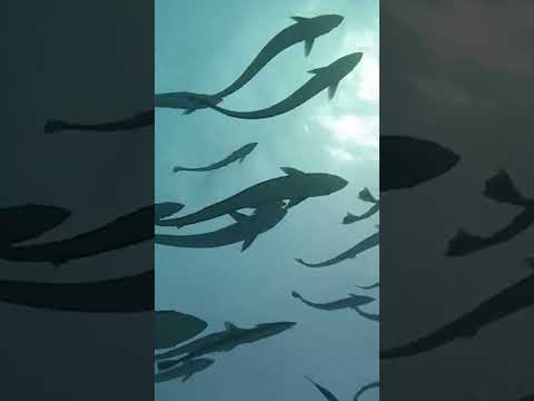 Watch This Shark Swallow a Diver's Camera - and Keep Recording Inside Its Mouth #shorts