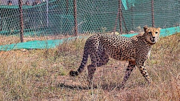 Another batch of 8 cheetahs from Africa to arrive in India soon;...