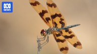 Graphic flutterer dragonfly voted 2025 ABC Australian Insect of the Year