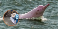 En el río Arauca, un delfín rosado quedó atrapado: en video quedó cómo lo ayudaron