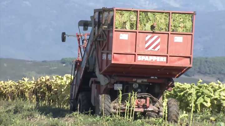 Extremadura concentra el 99% del cultivo del tabaco en España y es la primera región productora de Europa More