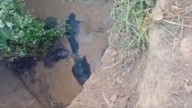 3 elephants fall into well in Chhattisgarh wildlife sanctuary, re...