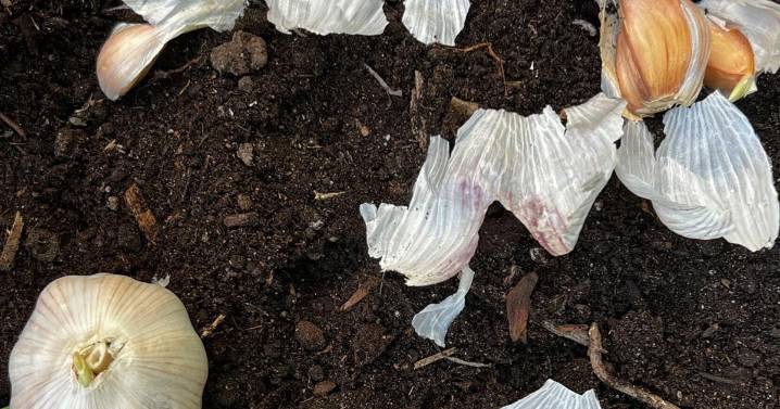 Doing these fall garden chores will make your spring easier