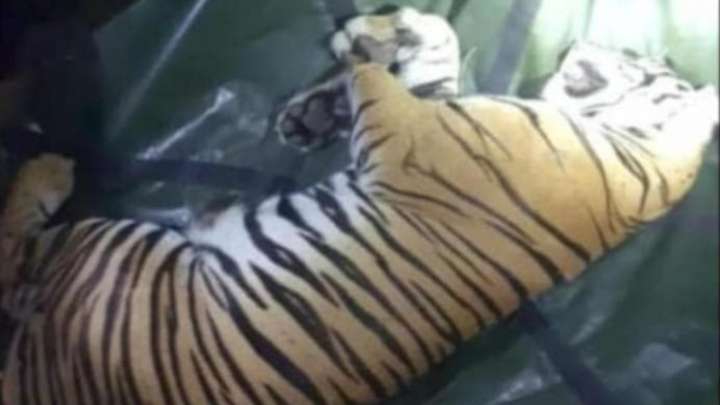 Tigress and 3 cubs captured near Gundlupet village