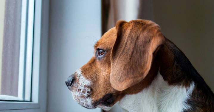 What dogs think about and do while home alone is enough to break owners' hearts