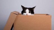 ¿Por qué los gatos aman meterse en cajas? La ciencia explica este curioso comportamiento