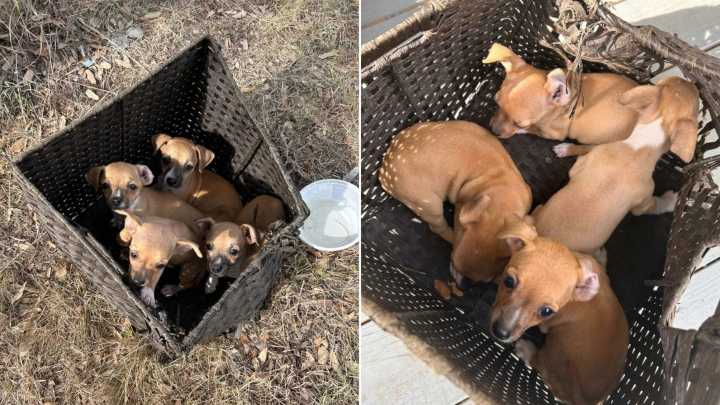 Texas Mom’s Stroll With Baby Turns Heartbreaking Discovery Into A Life