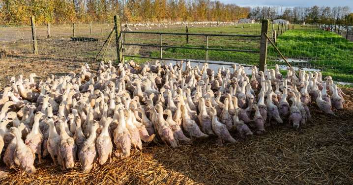 France Warns Bird Flu Strain Could Be Deadlier Than COVID