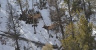 Colorado Parks and Wildlife start low-altitude aerial surveys to assess big game herds