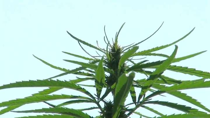 Minnesota lawmakers, businesses look for path forward under new federal THC limits