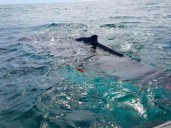 Diputados endurecen sanciones por tráfico de totoaba y delitos ambientales