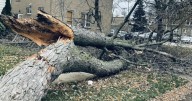 'Could've been awful': Tree falls in Buffalo woman's yard days after reporting concerns to the city