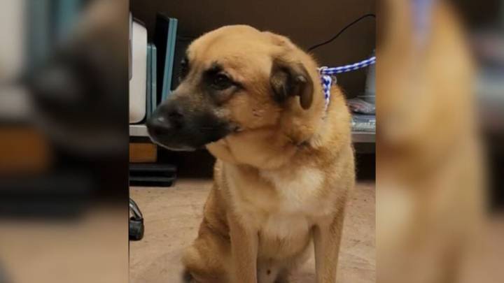 Pup Left At Texas Shelter Watches His World Collapse As His Family Walks Away