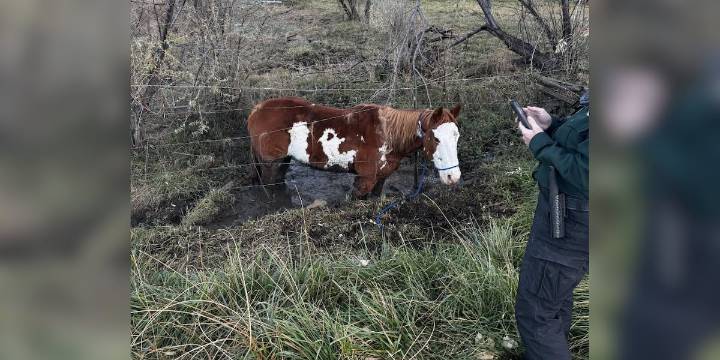 Fremont County first responders rescue horse stuck in deep mud