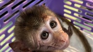 81 monkeys found being smuggled in pickup truck
