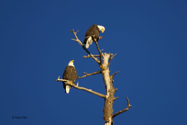 West Seattle Blog… | Veterans Day notes, and the rest of the list for your Tuesday