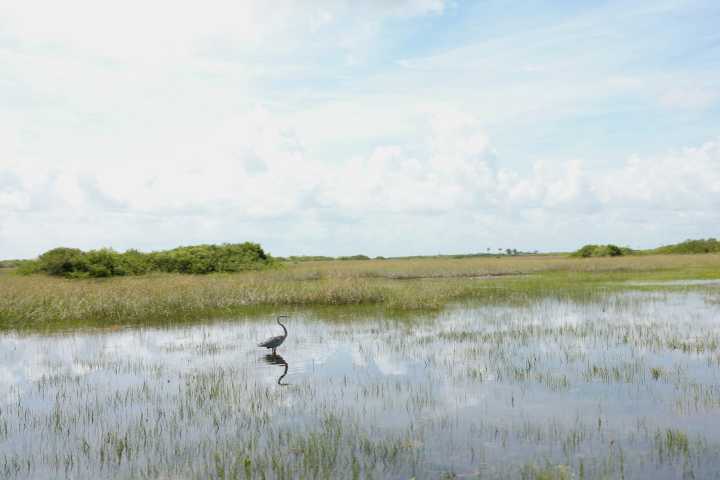 ‘Forever Chemicals’ Represent New Environmental Threat for Florida’s Fragile Everglades