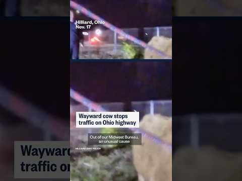 Wayward cow stops traffic on Ohio highway