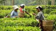 Assam to roll out ‘special policy’ to protect ‘genuine youths’ from fake tea garden claims
