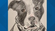 Elmwood animal shelter raises thousands with “Poorly Drawn Pet” fundraiser