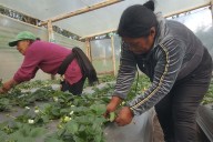 Mujeres de Nariño siembran futuro con cultivos de arándanos