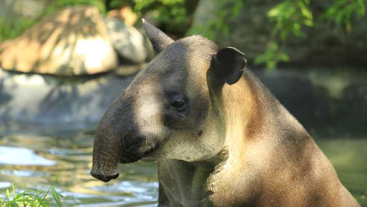 Bergen County Zoo announces death of Tonka the Baird's tapir
