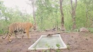 Declared extinct decades ago, a tiger returns to ‘new home’