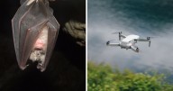 Inspirados en los murciélagos, nuevos drones podrían cambiar la forma en que se buscan sobrevivientes en todo el mundo: así funcionan