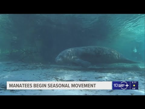 Boaters are urged to go slow and watch out for manatees during their seasonal migration