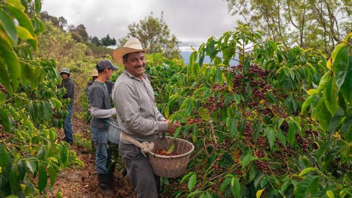 Tras 30 años de investigaciones, Federación de Cafeteros creó 'Umbral', una variedad de café resistente al calor