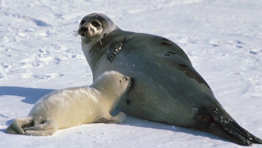 La leche de foca gris: un alimento sorprendentemente más intrincado que el de las madres humanas