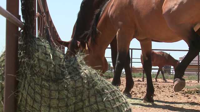 New Mexico horses at risk of neurologic disease amid outbreak