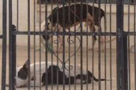 Activistas exigen revertir cargo a nueva titular de Protección Animal en Cancún